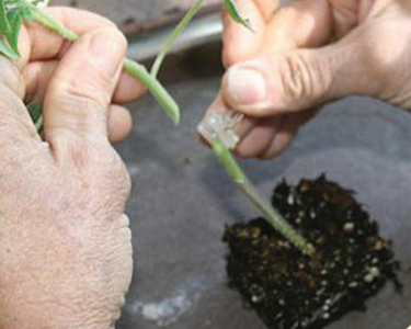 RST-04-105-T Hybrid Tomato Rootstock